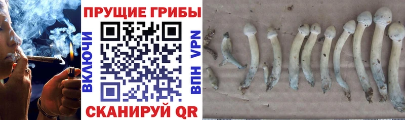 сколько стоит  Гатчина  Галлюциногенные грибы Magic Shrooms 