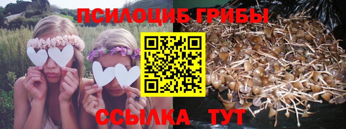 Галлюциногенные грибы Psilocybine cubensis Гатчина